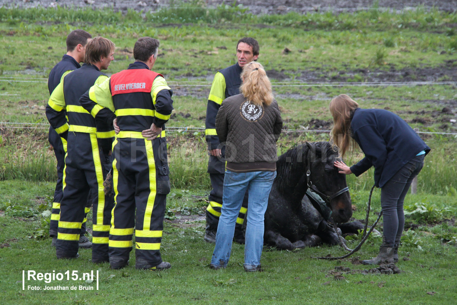 w-Paard overleeft val in sloot niet-1