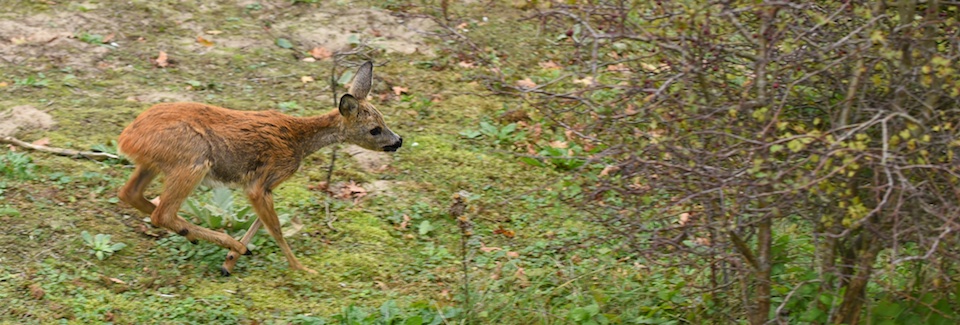 20141019 reetje kop